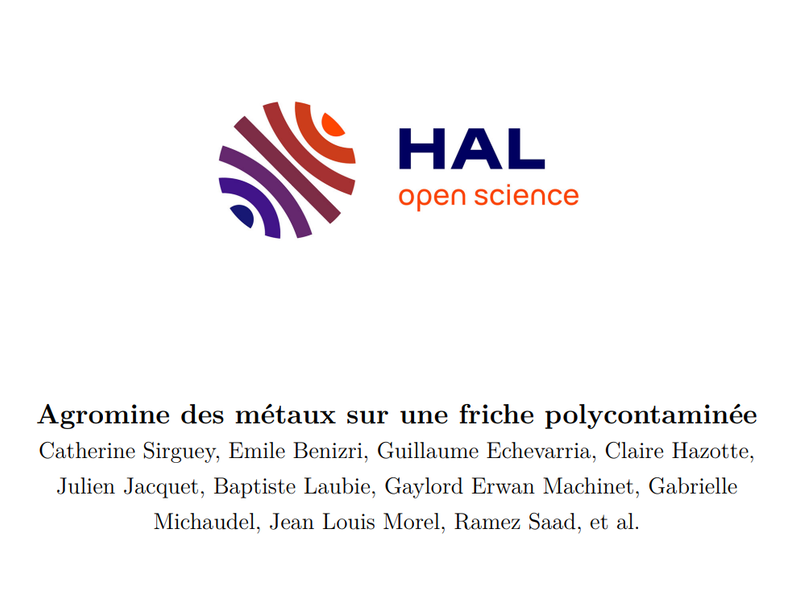 Agromine des métaux sur une friche polycontaminée
