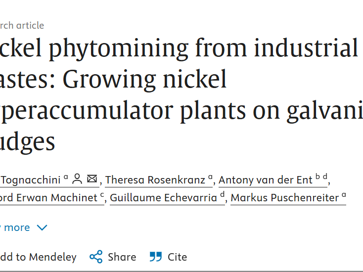 Nickel phytomining from industrial wastes